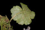 Lawn marshpennywort 